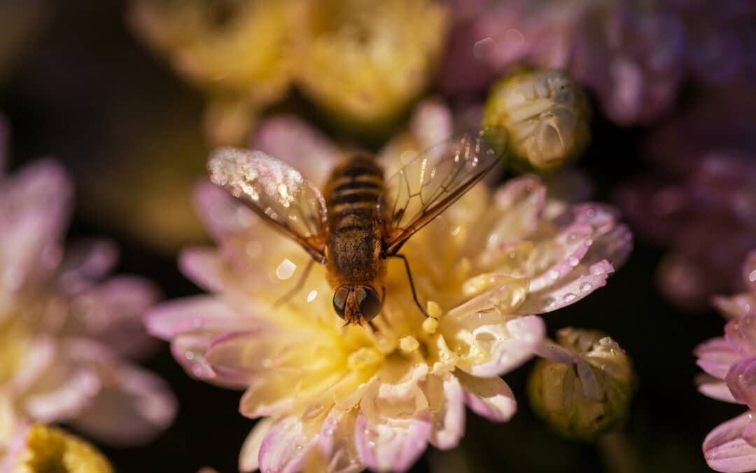 Why Do Vineyards Need Bees?