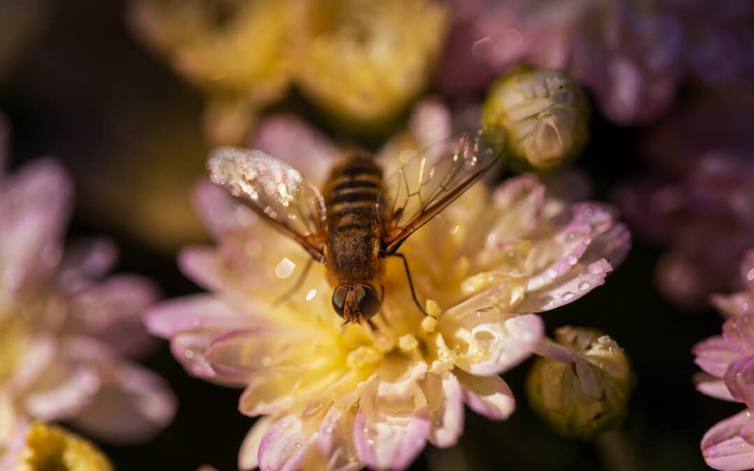 Why Do Vineyards Need Bees