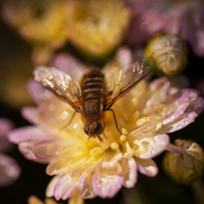 Why Do Vineyards Need Bees