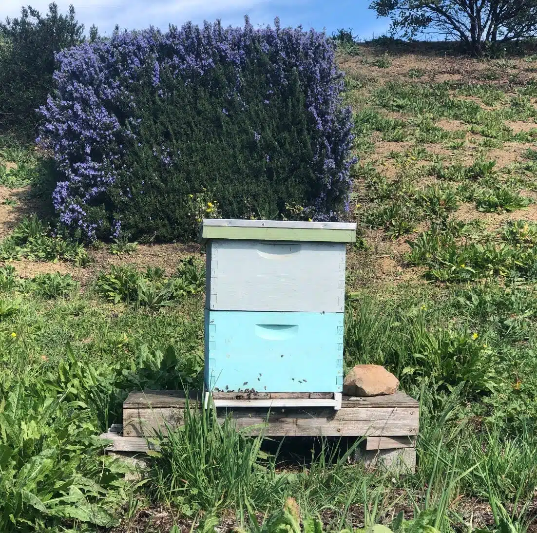 bee-box-image bee-box-image