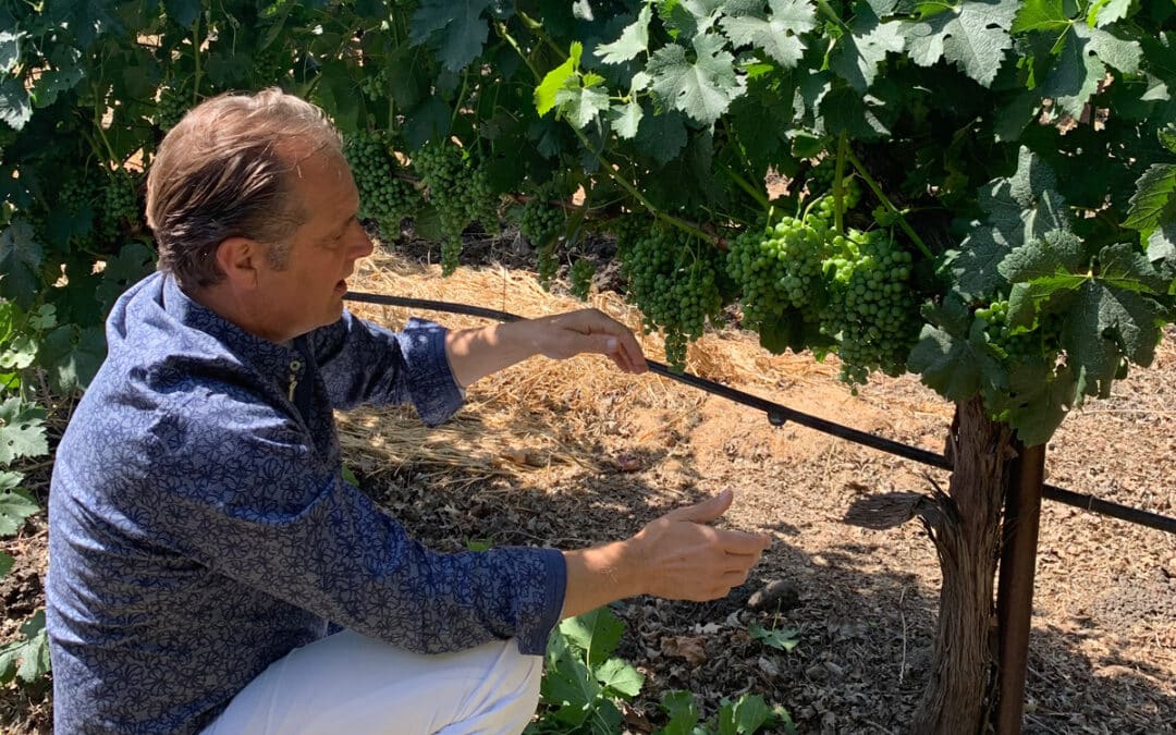 man squatting in vineyard