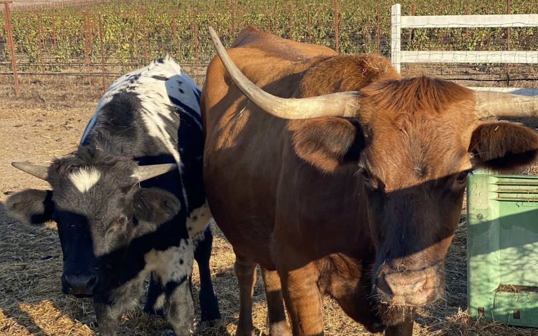 Our Estate Vineyards – American Canyon