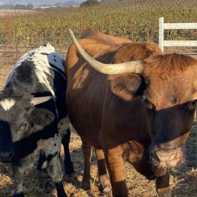 Our Estate Vineyards – American Canyon