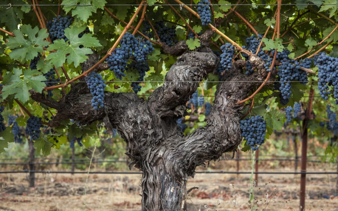 Wine Lives | In the Vineyard