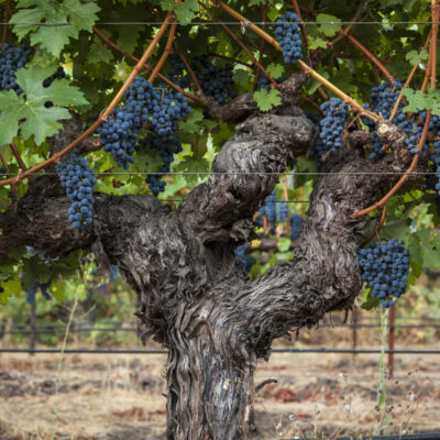 Wine Lives | In the Vineyard