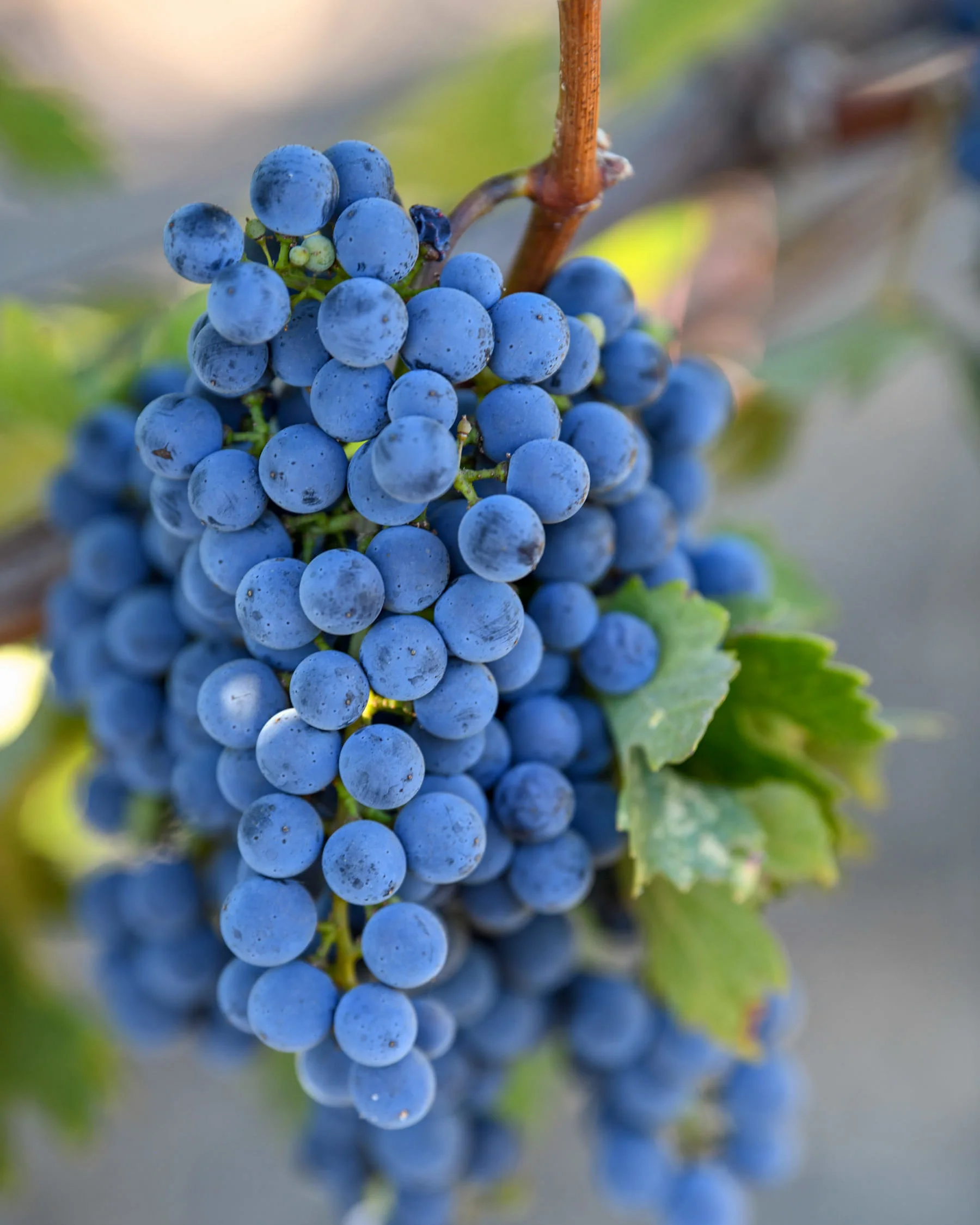 Yountville_00082 Cluster of ripe red wine grapes