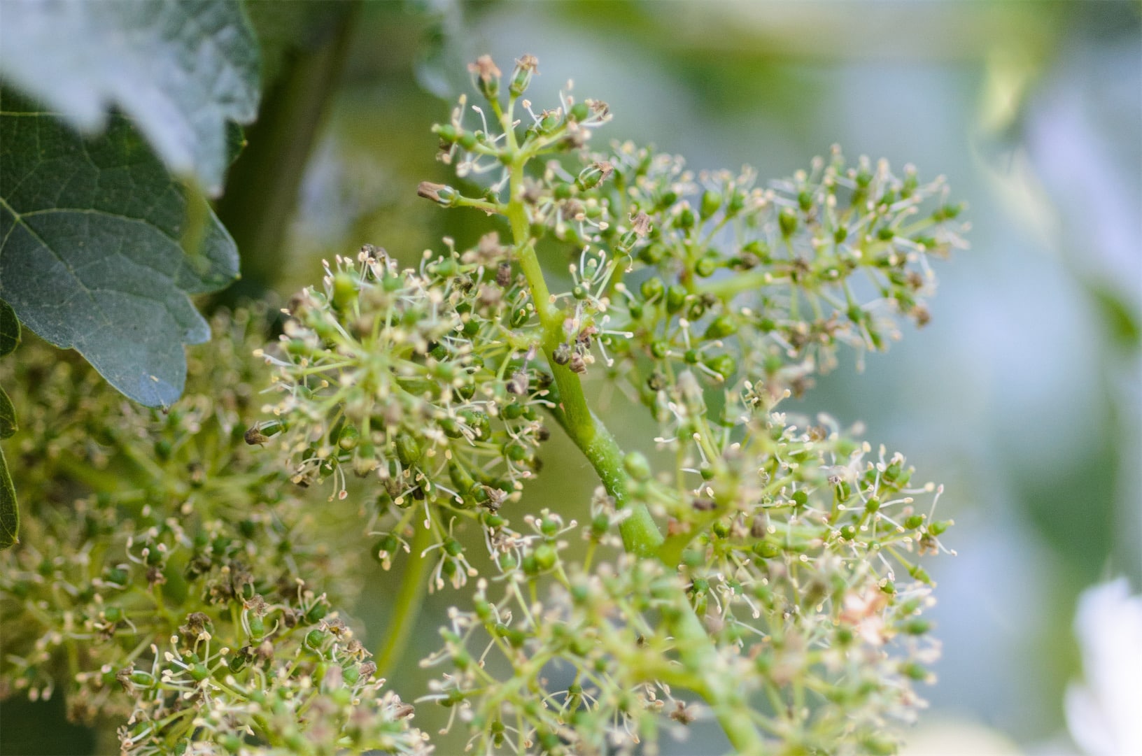 flowering grape clusters