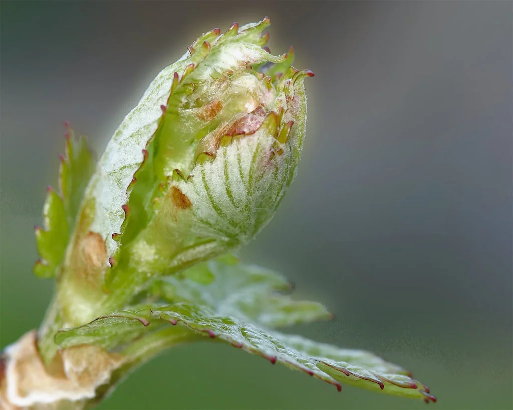 bud break grapevine bud break