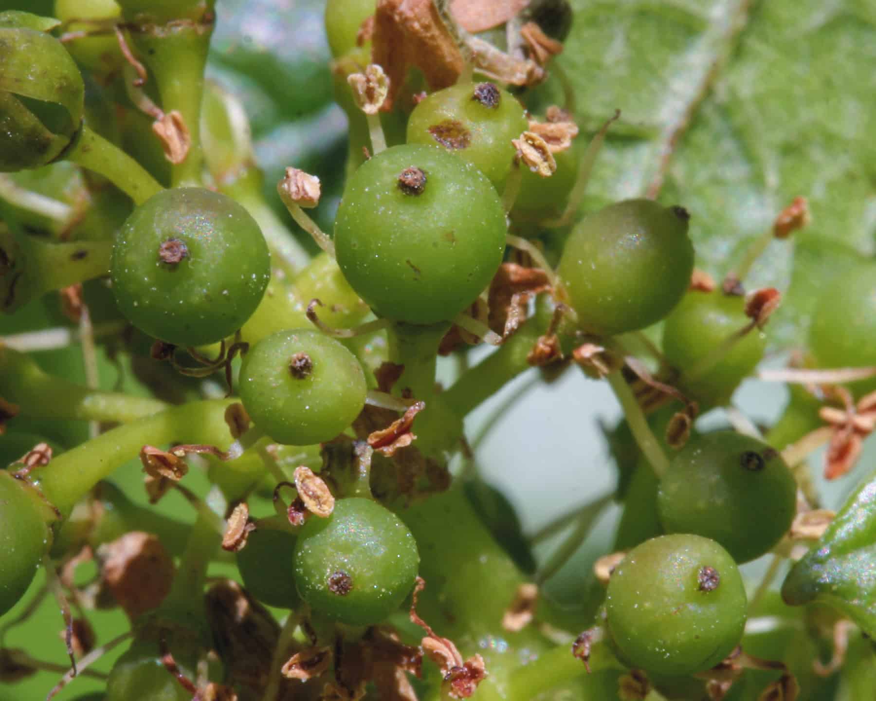 smal green berries