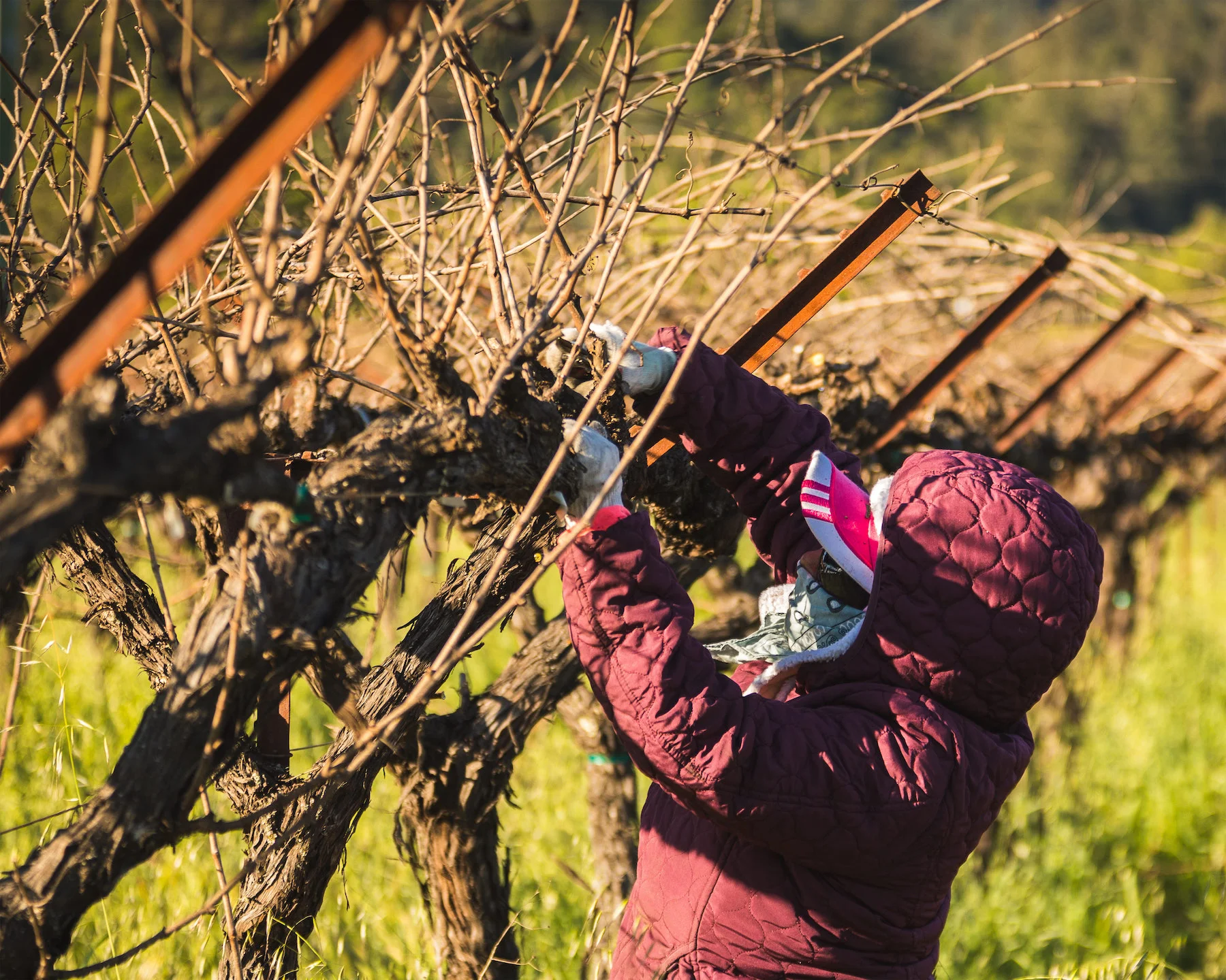 pruning woman using shears to trim grapevine