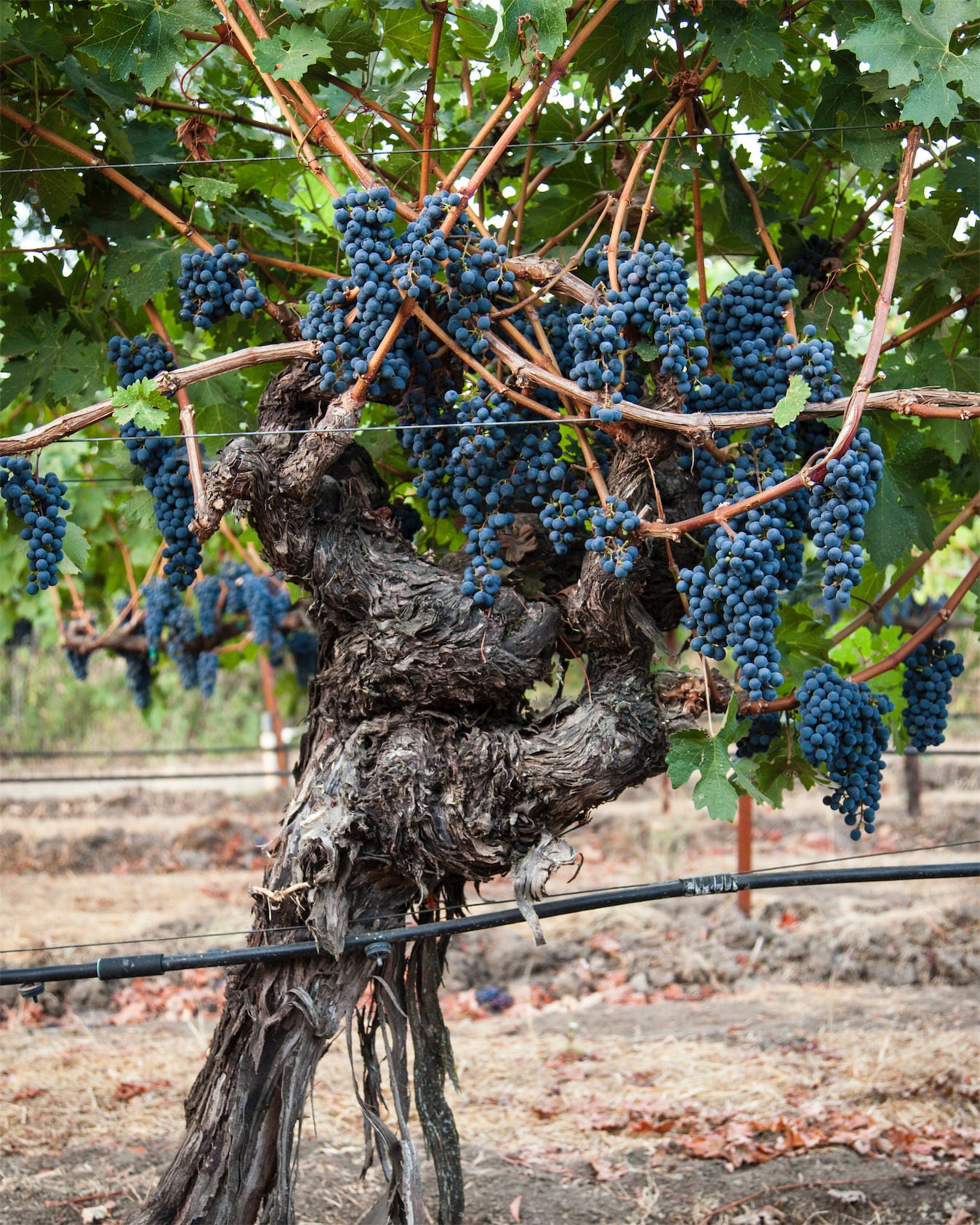 red grape clusters on grapevine