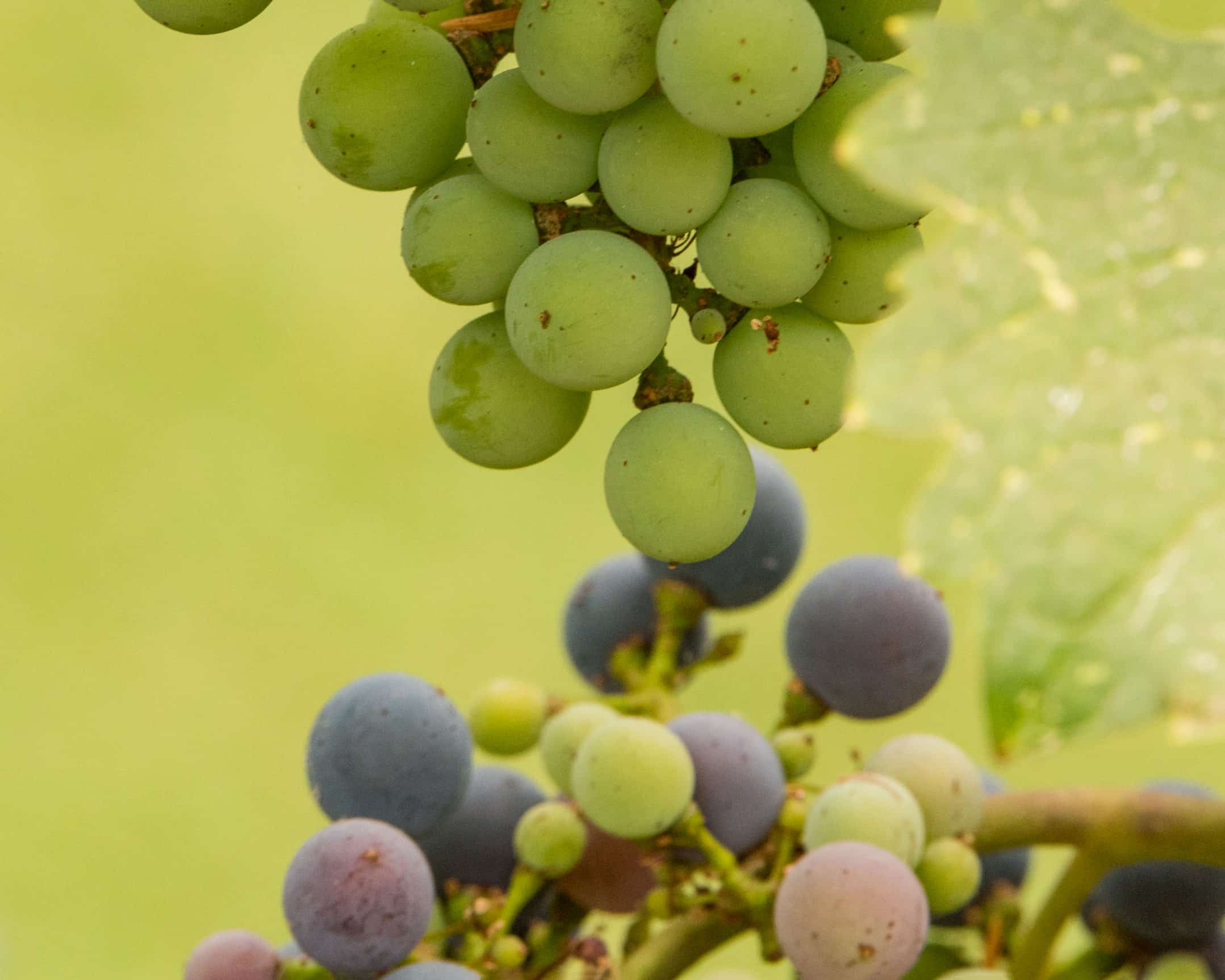 veraison