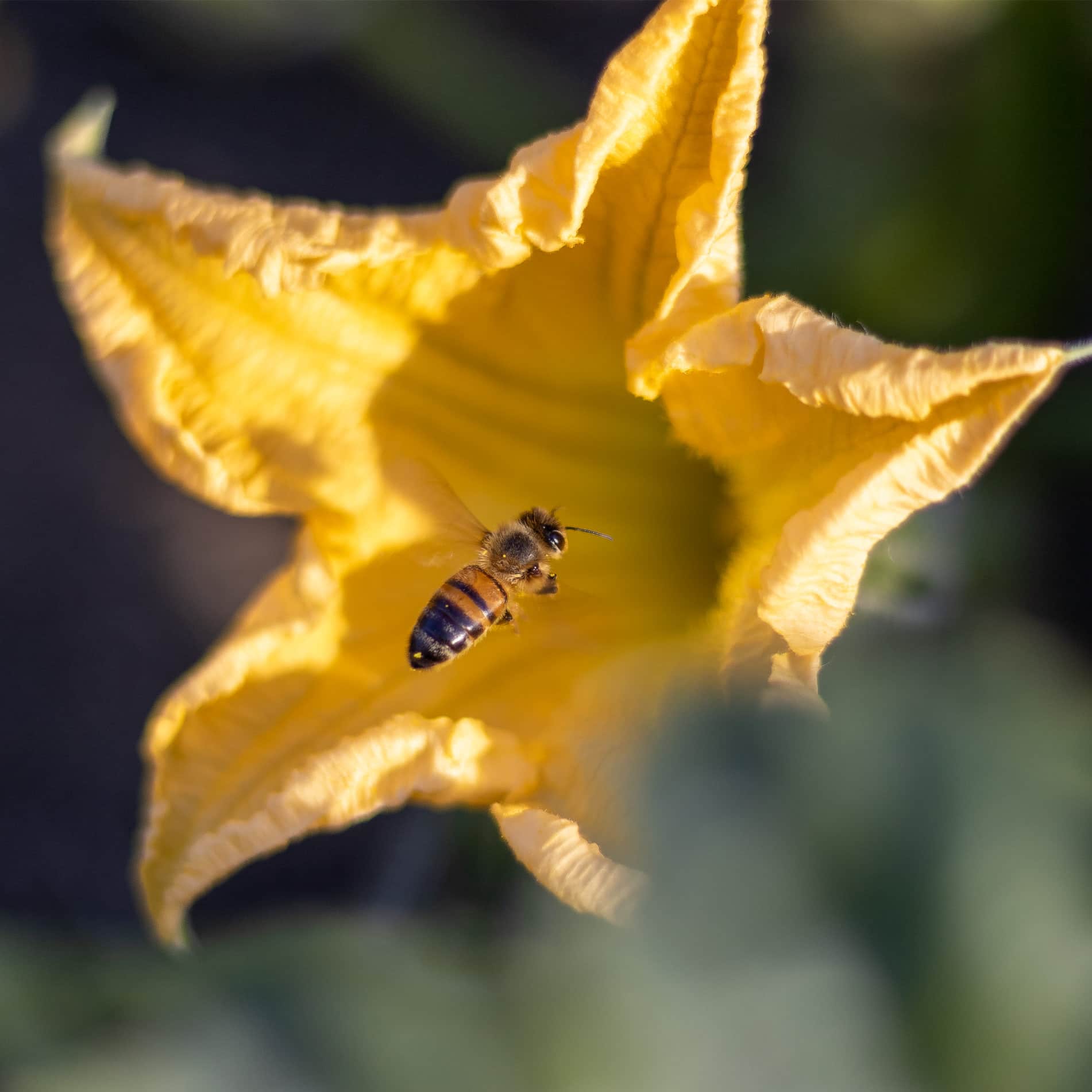 bee-pollination bee pollinating flower