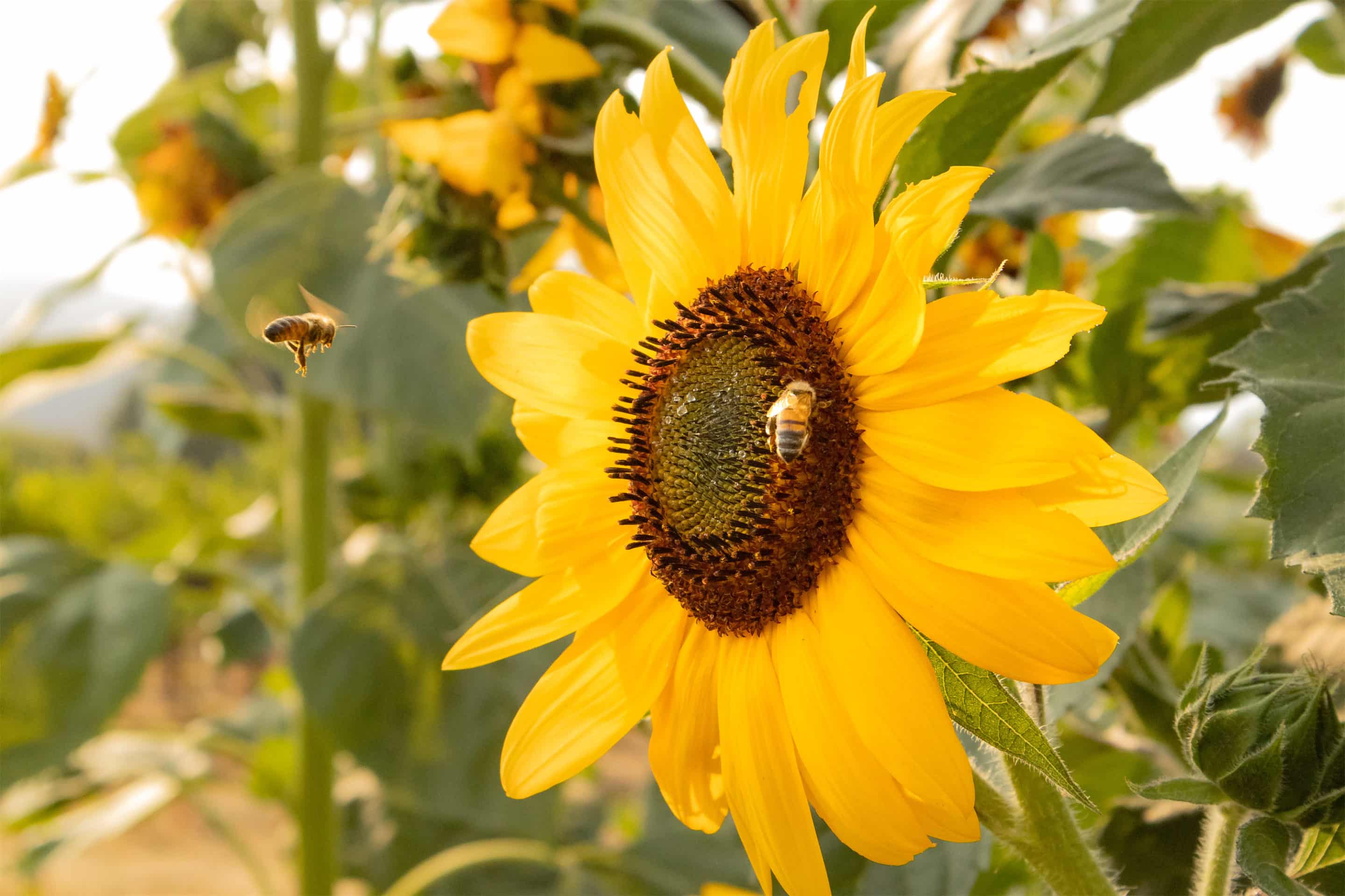 bees-sunflower-garden Bee