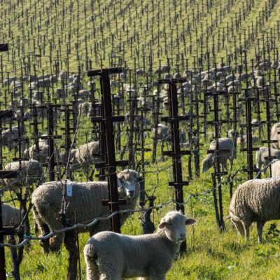 What is Regenerative Farming?