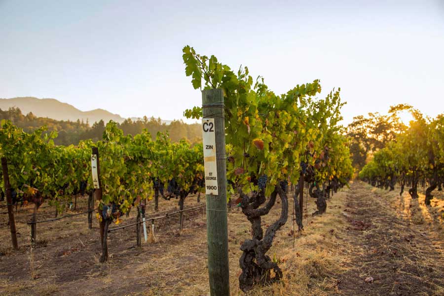 zinfandel-vines-in-vineyard