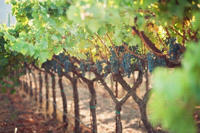 20 year grape vines
