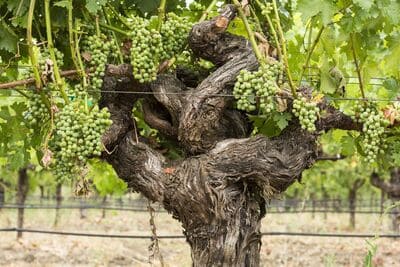 60 year grape vines