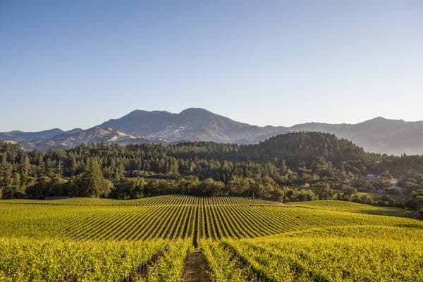 miljenko's vineyard scenic view
