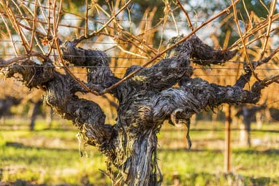grape vines