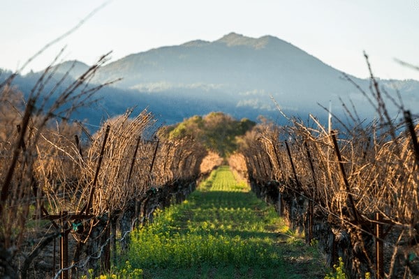 paradise block row of vineyards