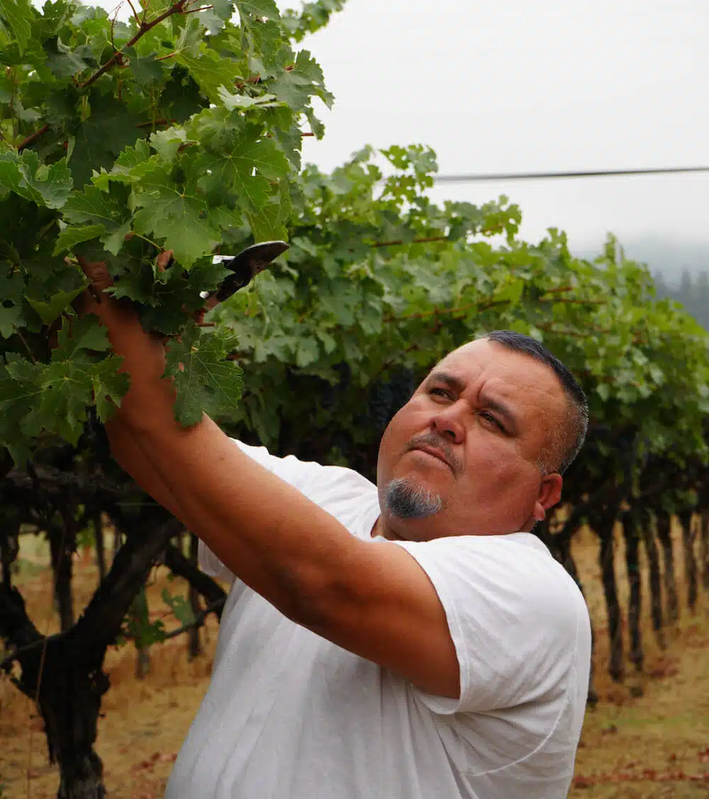 OscarChavez7 oscar in the vineyard prning