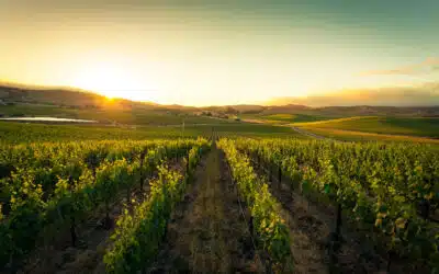 The Climate Crisis: How Regenerative Farming Helps Fight Back