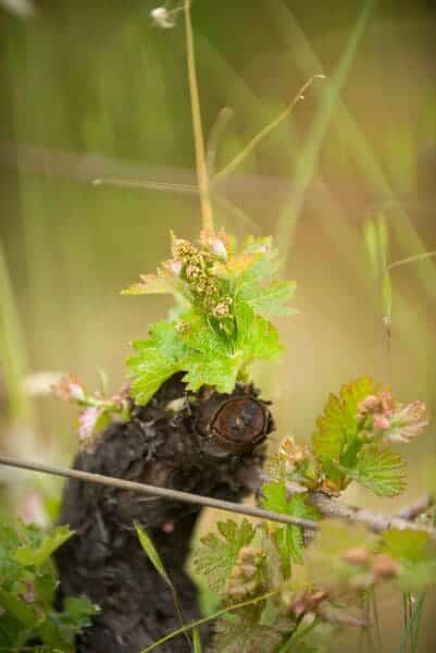 budbreak (1)