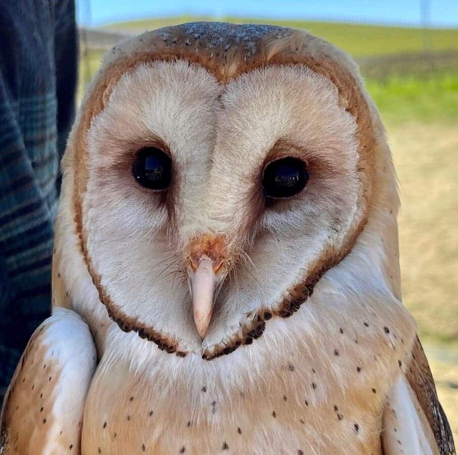 close up of owl face