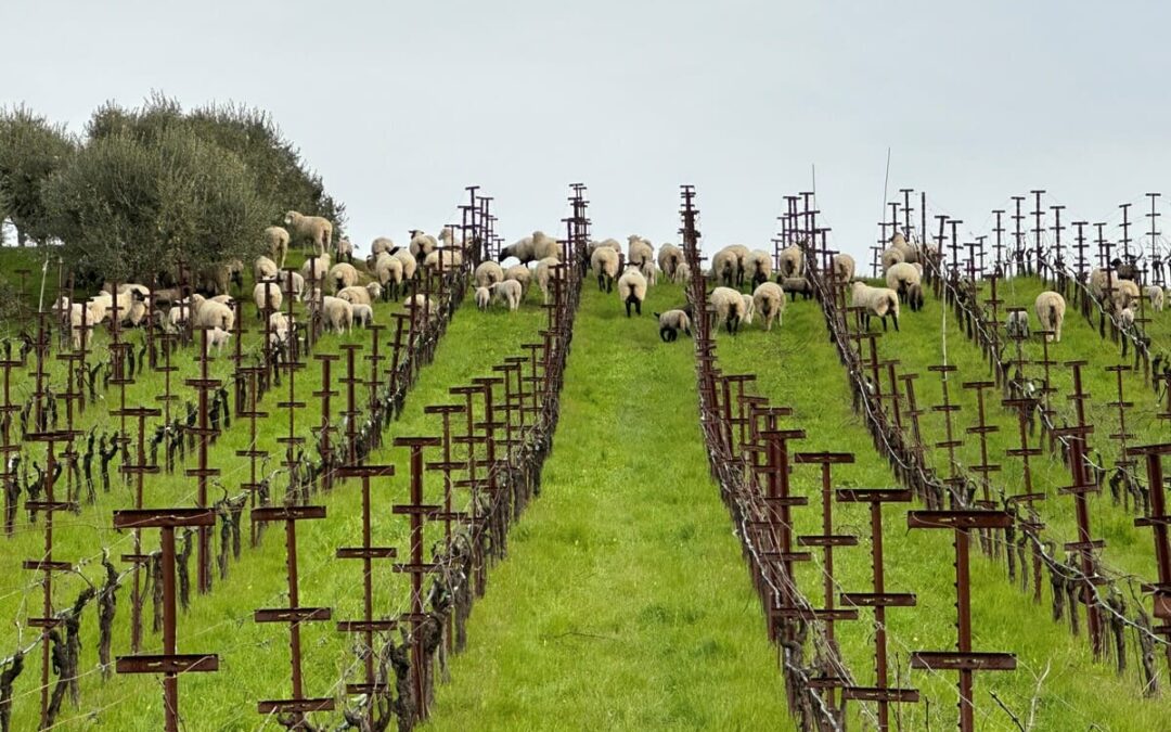 sheep in grape vineyards eating
