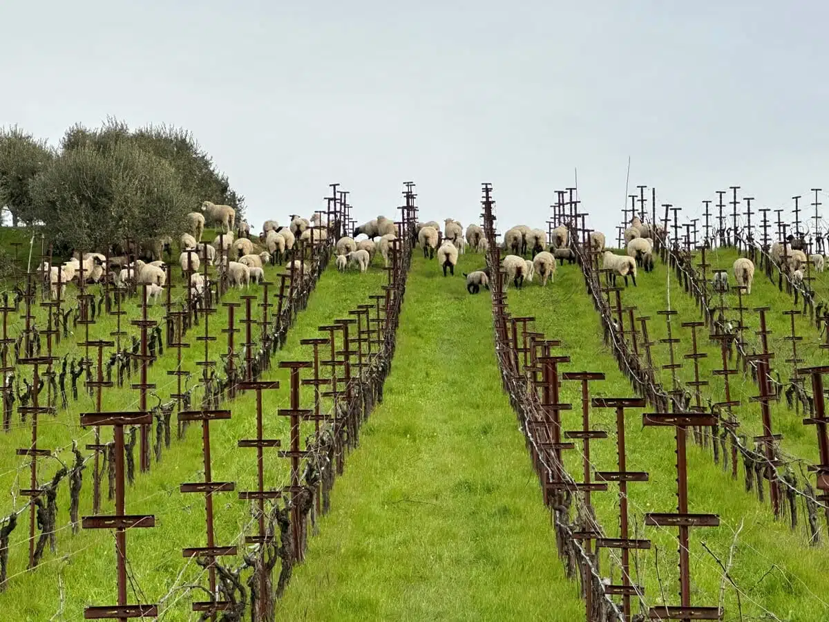 sheepvines1232 (2) sheep in grape vineyards eating