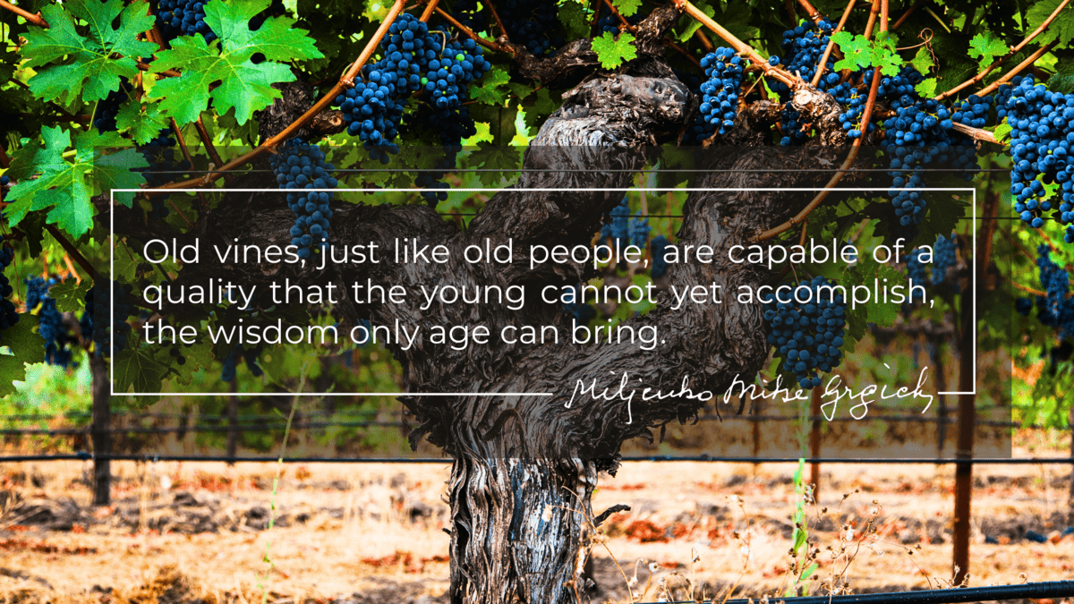 grape vine with text banner ontop