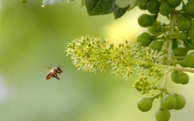 Bees Please: Pollinators in Regenerative Farming