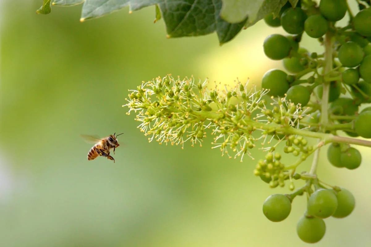 shutterstock_1714216678 (2) bee flying to flower