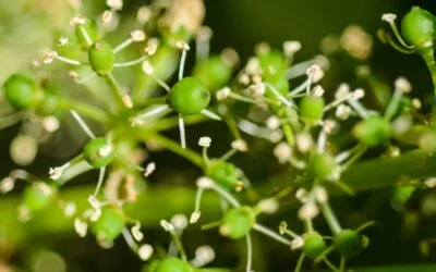 Springtime Specialties: Seasonal Wine Pairings