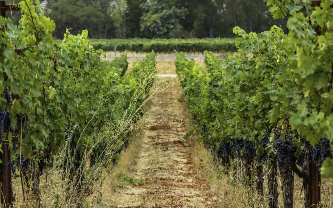 grape vine vineyard row