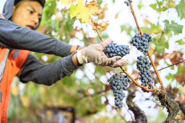 person harvesting grapes off vine