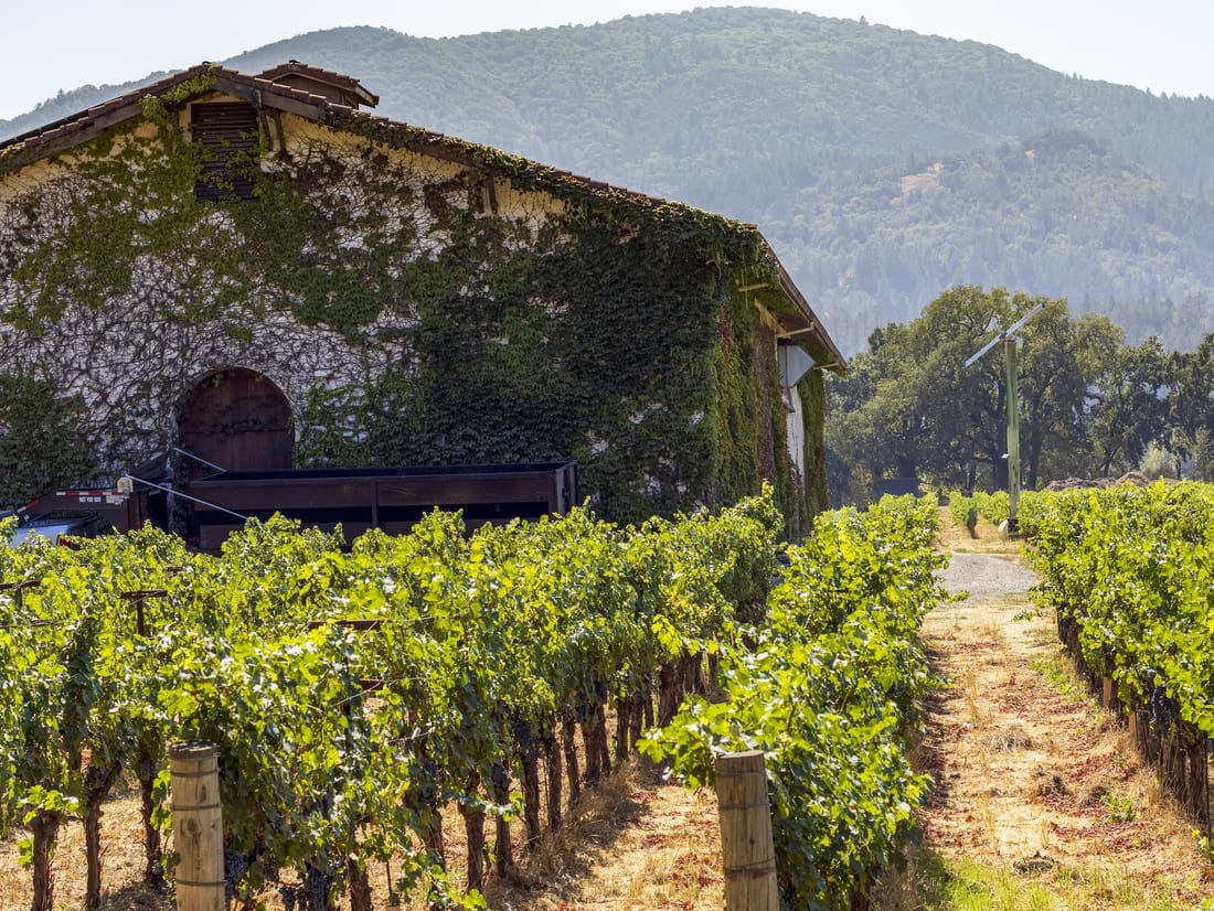 vineyards