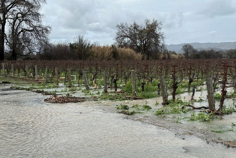 flooded vineyards