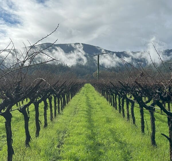 vineyards with low clouds