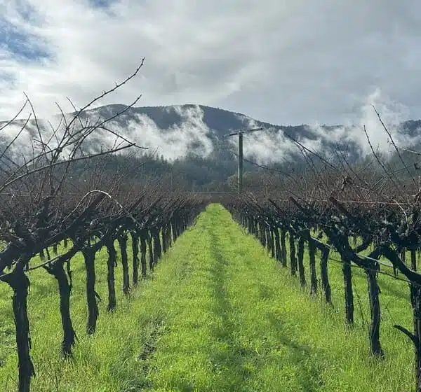 01-24 When is the Best Time to Visit Napa A Winter Wine Tour of Napa Valley AverageWinterDayinNapa vineyards with low clouds
