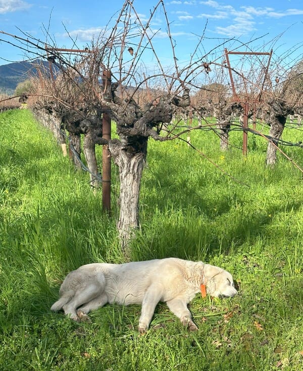 dog sleeping in vineyards