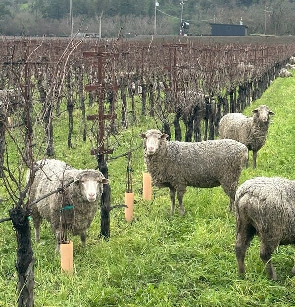 sheep in vineyards