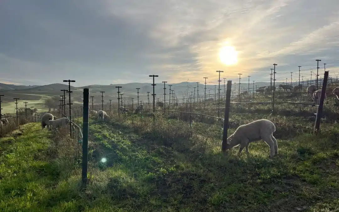 Why Are There Sheep in the Vineyards? The Purpose Behind the Trend