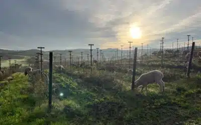 Why Are There Sheep in the Vineyards? The Purpose Behind the Trend