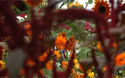 Cover Crops: Creating an Ecosystem