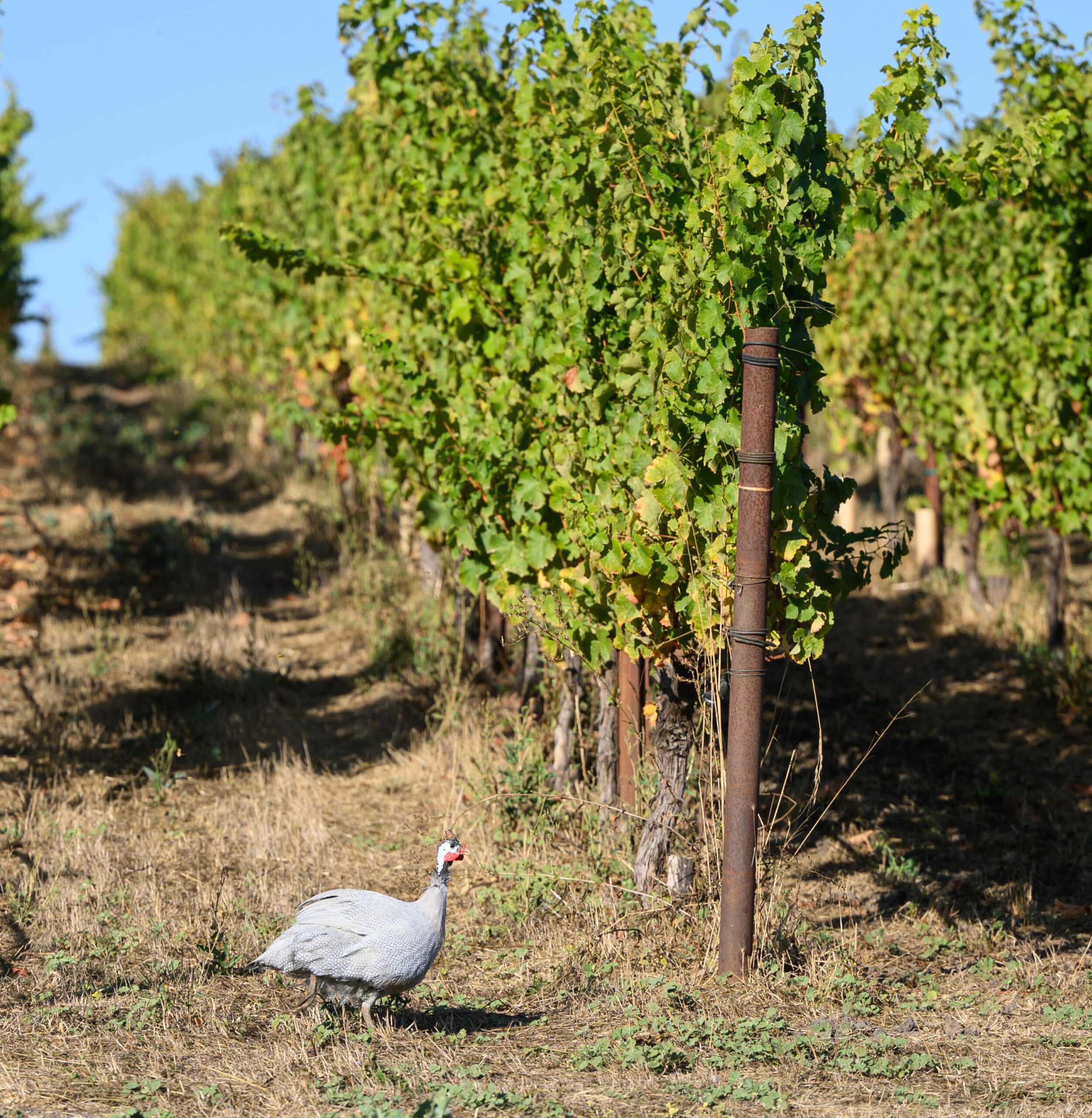 Cover Crop Guinea wine glass sitting on top of barrel with grapes